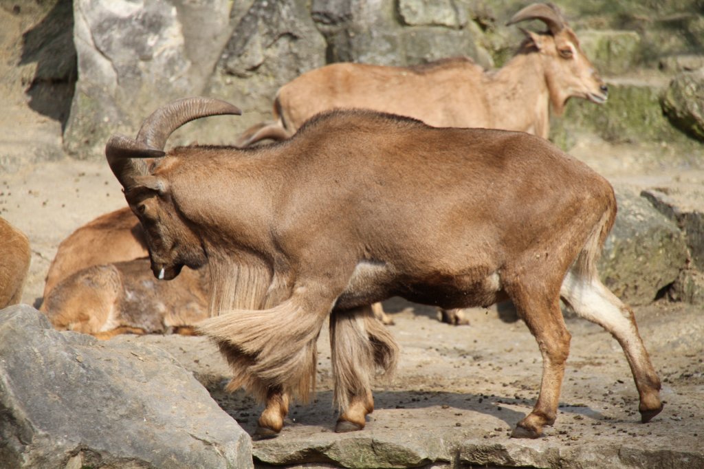 Ein Mhnenspringer (Ammotragus lervia) mit Schaum vor dem Mund bereitet sich fr den Kamp vor. Zoo Berlin am 11.3.2010.