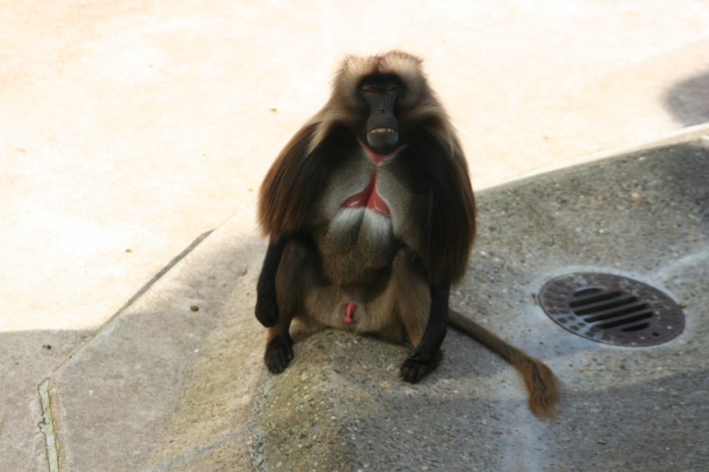 Ein mnnlicher Dschelada oder Blutbrustpavian (Theropithecus gelada) sitzt etwas verbissen im Schatten. Stuttgart 30.3.2008. 