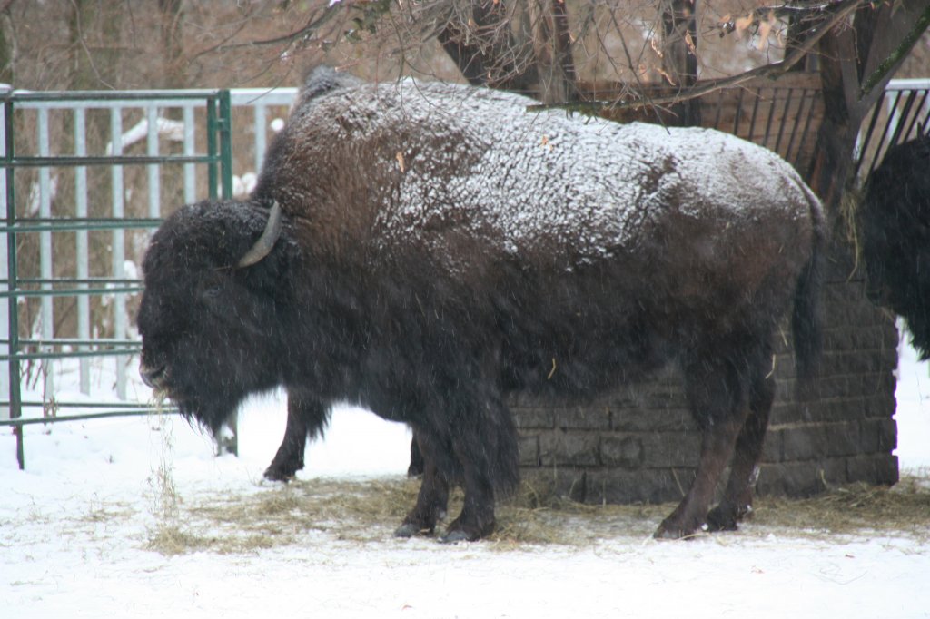 Ein mnnlicher Prriebison (Bison bison bison ) am 9.1.2010 im Tierpark Berlin.