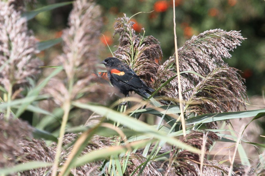 Ein mnnlicher Rotschulterstrling (Agelaius phoeniceus) versucht sich im Schilf zu verstecken. Diese Vgel leben auerhalb der Brutzeit in groen Gruppen.Second Marsh in Oshawa,Ont am 26.9.2010.