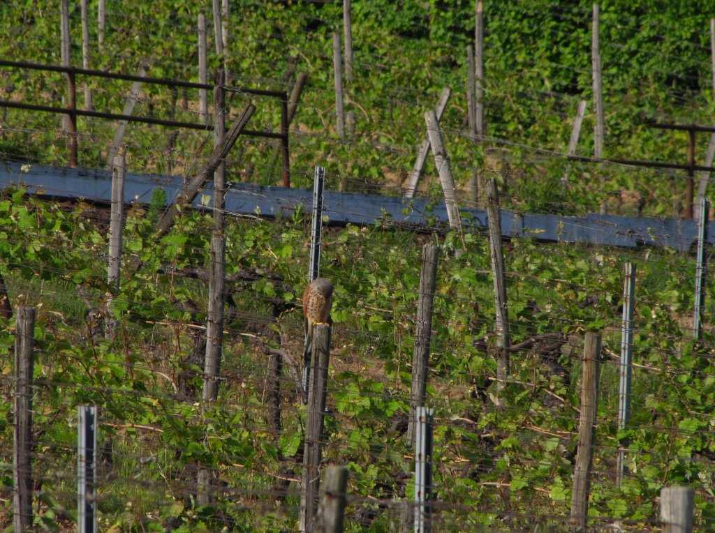 Ein mnnlicher Turmfalke sonnt sich am 16.05.2012 in den Weinbergen bei Hattenheim im Rheingau.