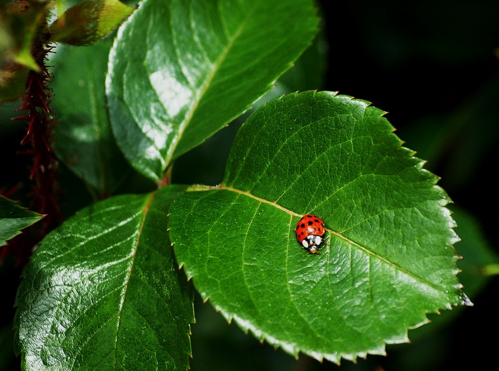 Ein Marienkfer auf einem Rosenblatt
(07.06.2010)