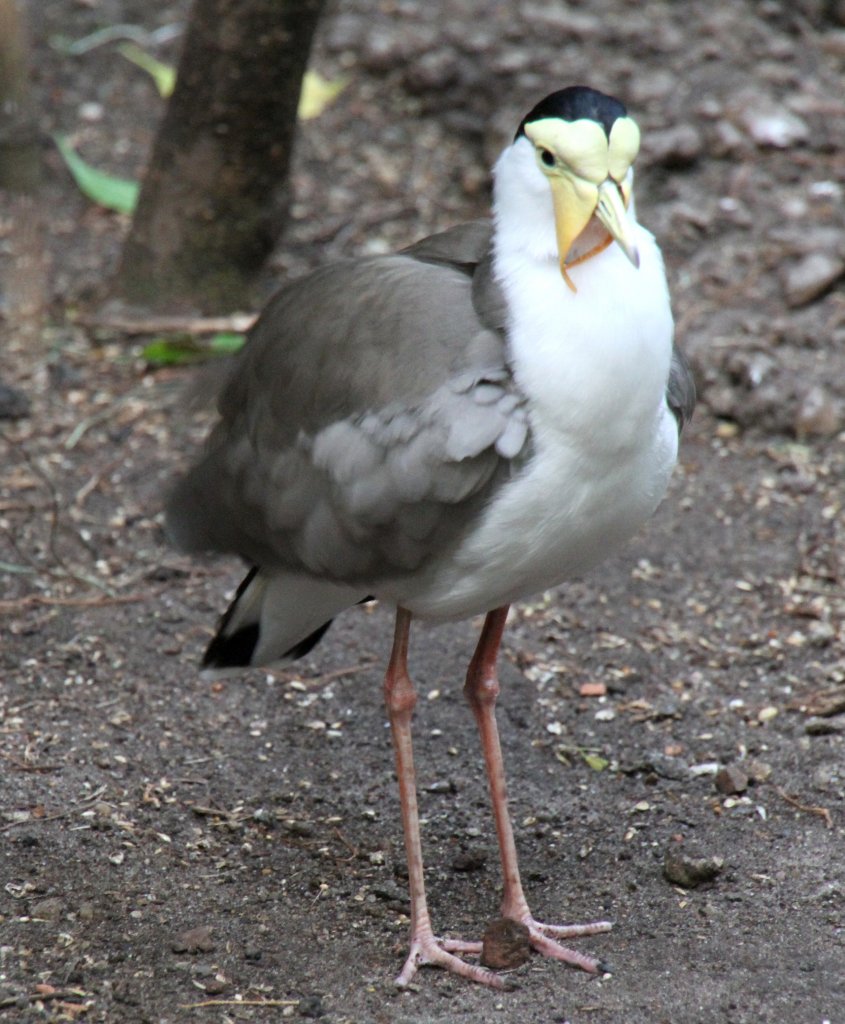 Ein Maskenkiebitz oder auch Soldatenkiebitz (Vanellus miles) steht Wache. Zoo Berlin am 25.2.2010.