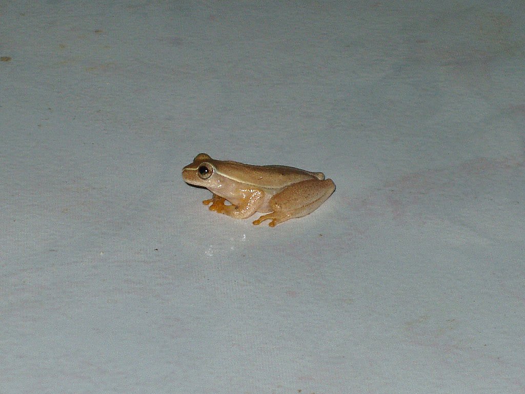 Ein Mini-Frosch sitzt in der Wohnstube. Costa Rica, 02. März 2006