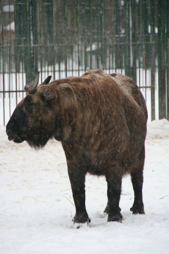 Ein Mishmi-Takin (Budorcas taxicolor taxicolor) am 9.1.2010 im Tierpark Berlin. Diese Tiere kommen aus den Auslufern des Himalajas und somit schneeerprobt.
	