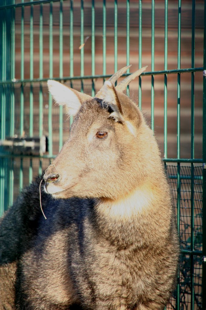 Ein Mittelchinesischer Goral (Nemorhaedus caudatus arnouxianus) am 7.12.2009 im Zoo Dresden.