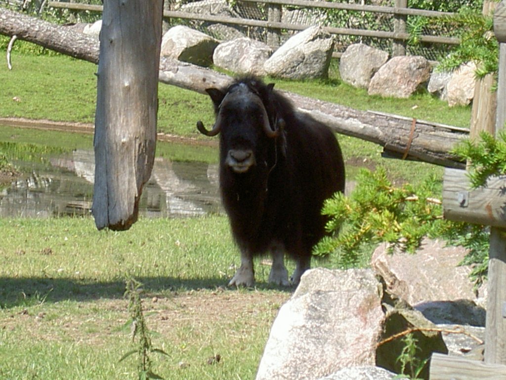 Ein Moschus steht am 2.7.2006 im Tierpark Kolmrden und mustert den Fotografen.