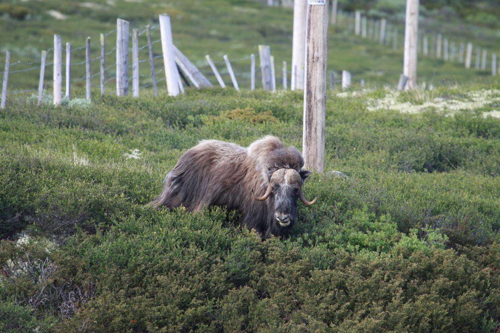 Ein Moschusochse im Dovrefjell; 23.06.2013