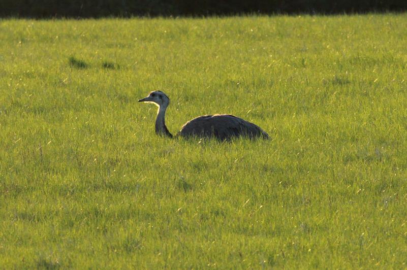 Ein Nandu bei der Rast auf einer Wiese bei Utecht (NWM); 03.05.2013