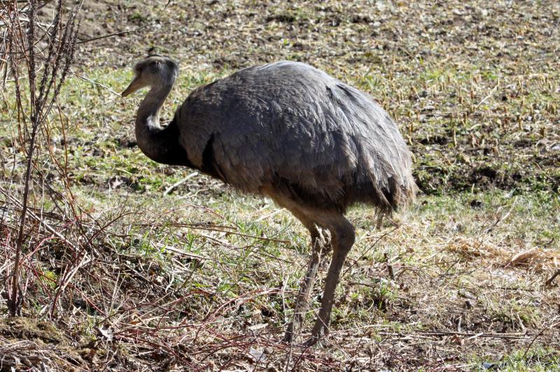 Ein Nandu-Hahn am Waldrand bei Utecht (NWM), 06.04.2013