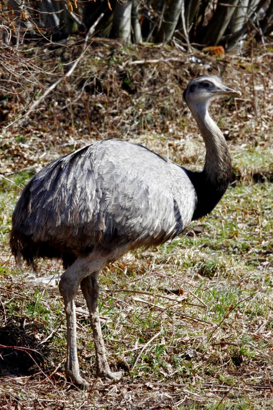 Ein Nandu-Hahn am Waldrand bei Utecht (NWM), 06.04.2013