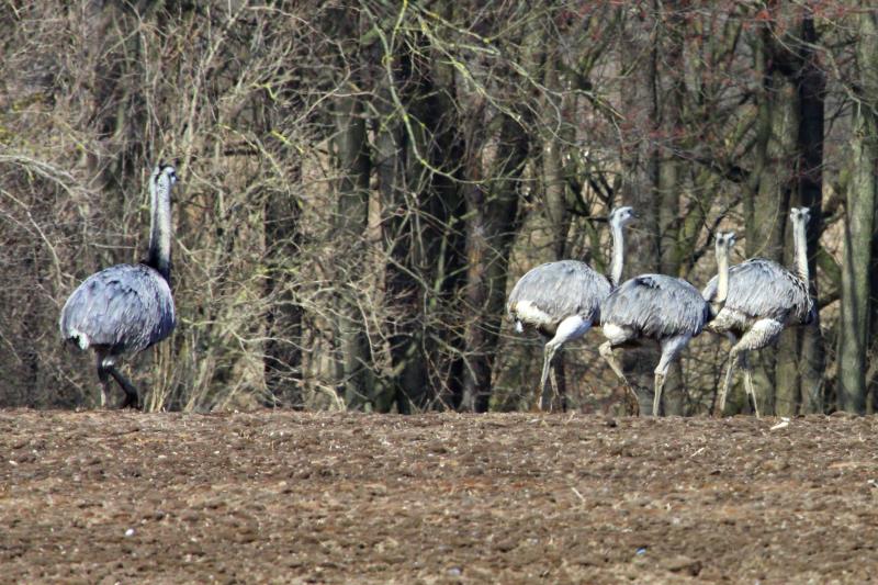 Ein Nandu-Hahn mit drei Hennen am Waldrand bei Utecht. Ca. 80 Tiere haben den diesjhrigen Winter berlebt; 06.04.2013