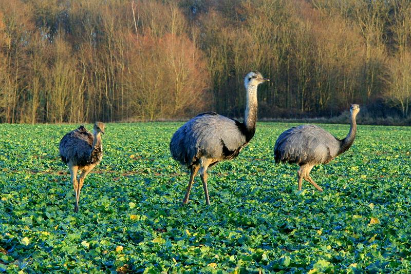 Ein Nandu-Hahn mit seinen Jungtieren auf einem Feld bei bei Schattin (NWM). Beachtenswert ist der dicke aufgeplusterte Hals zum Schutz vor der Klte; 24.12.2011