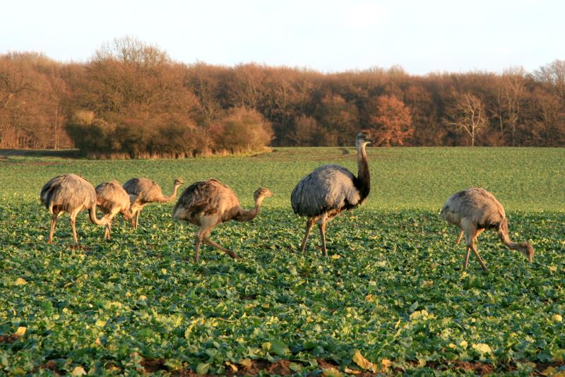 Ein Nandu-Hahn mit seinen Jungtieren auf einem Feld bei bei Schattin (NWM). Beachtenswert ist der dicke aufgeplusterte Hals zum Schutz vor Halsschmerzen; 24.12.2011