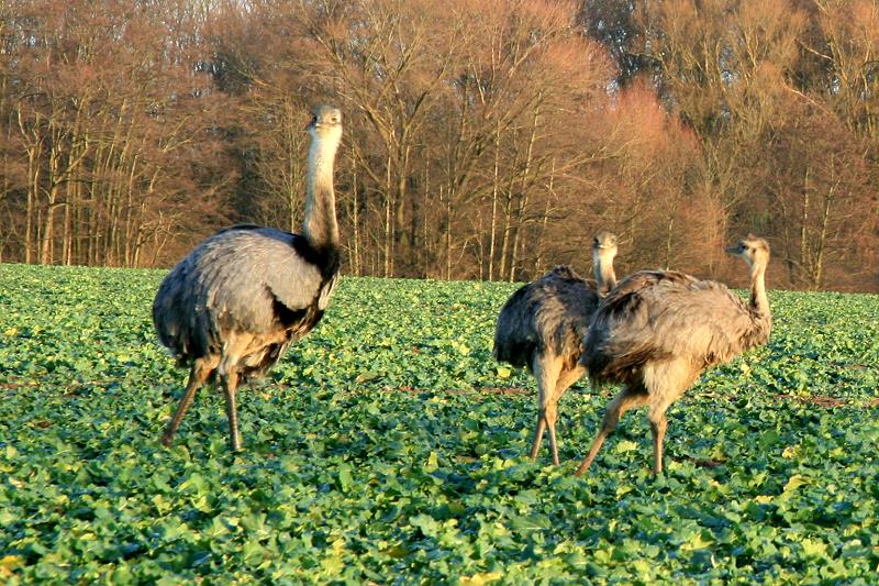 Ein Nandu-Hahn mit seinen Jungtieren auf einem Feld bei bei Schattin (NWM). Beachtenswert ist der dicke aufgeplusterte Hals zum Schutz vor Halsschmerzen; 24.12.2011