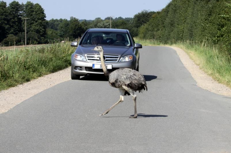 Ein Nandu berquert die Kreisstrasse zwischen Utecht und Schattin; 19.08.2012