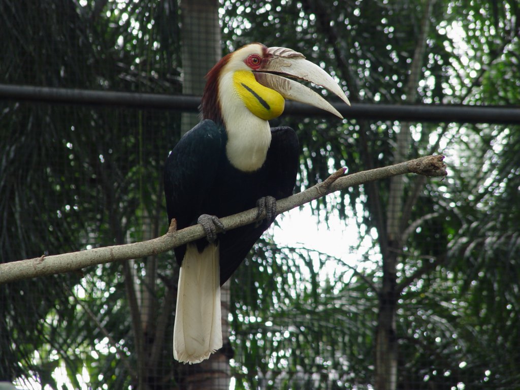 Ein Nashornvogel (Furchenhornvogel) in einem Gehege des Parks von Noong Noch Village, ca. 170 km sdlich von Bangkok, am 21.05.2006