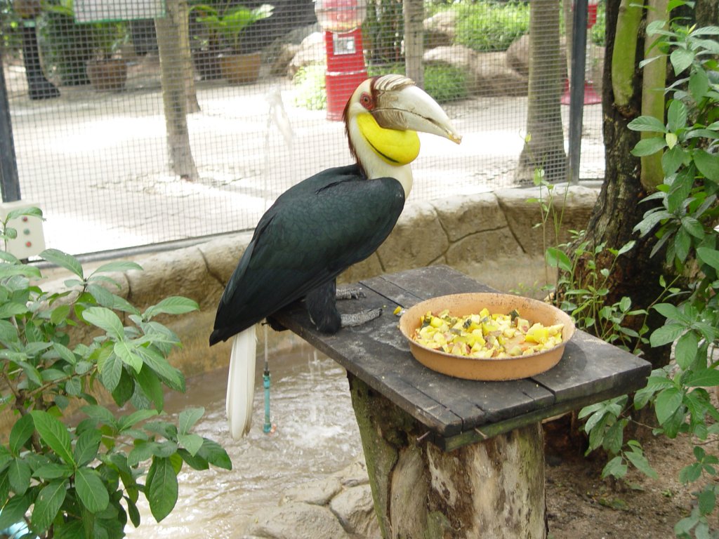 Ein Nashornvogel (Furchenhornvogel) in einem Gehege in Noong Noch Village am 21.05.2006