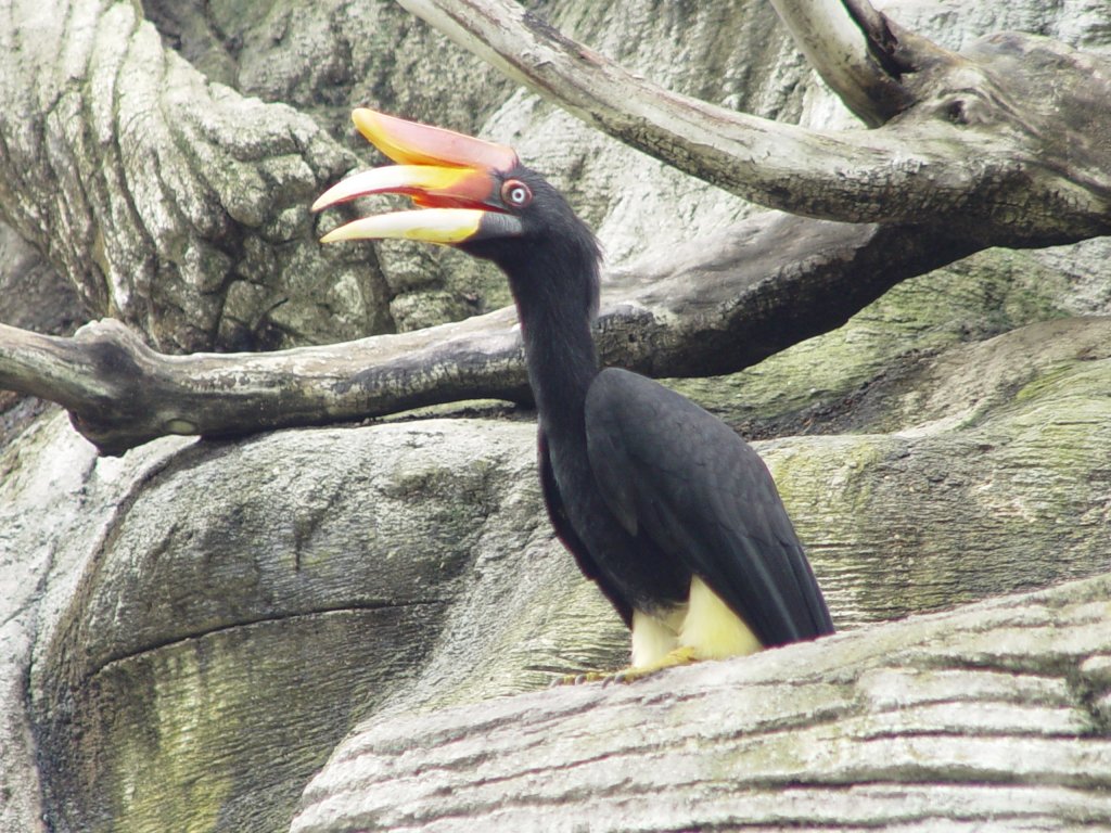 Ein Nashornvogel (Rhinozerosvogel) in einem Gehege des Parks von Noong Noch Village, ca. 170 km sdlich von Bangkok, am 21.05.2006