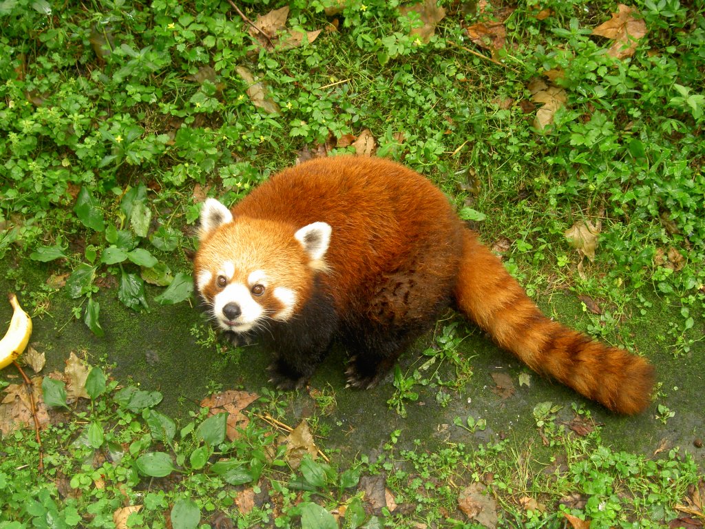 Ein neugieriger kleiner Panda (Ailurus fulgens) im Zoo von Shanghai.