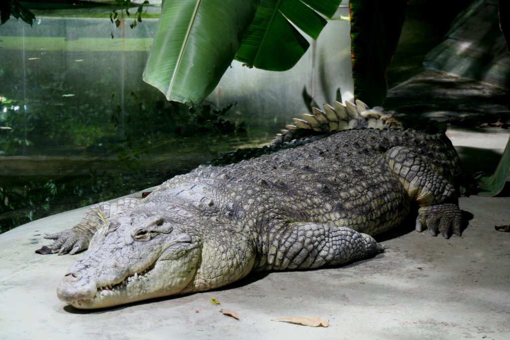 Ein Nilkrokodil (Crocodylus Niloticus) am 12.12.2009 in der Krokodilhalle das Zoo-Aquarium Berlin.