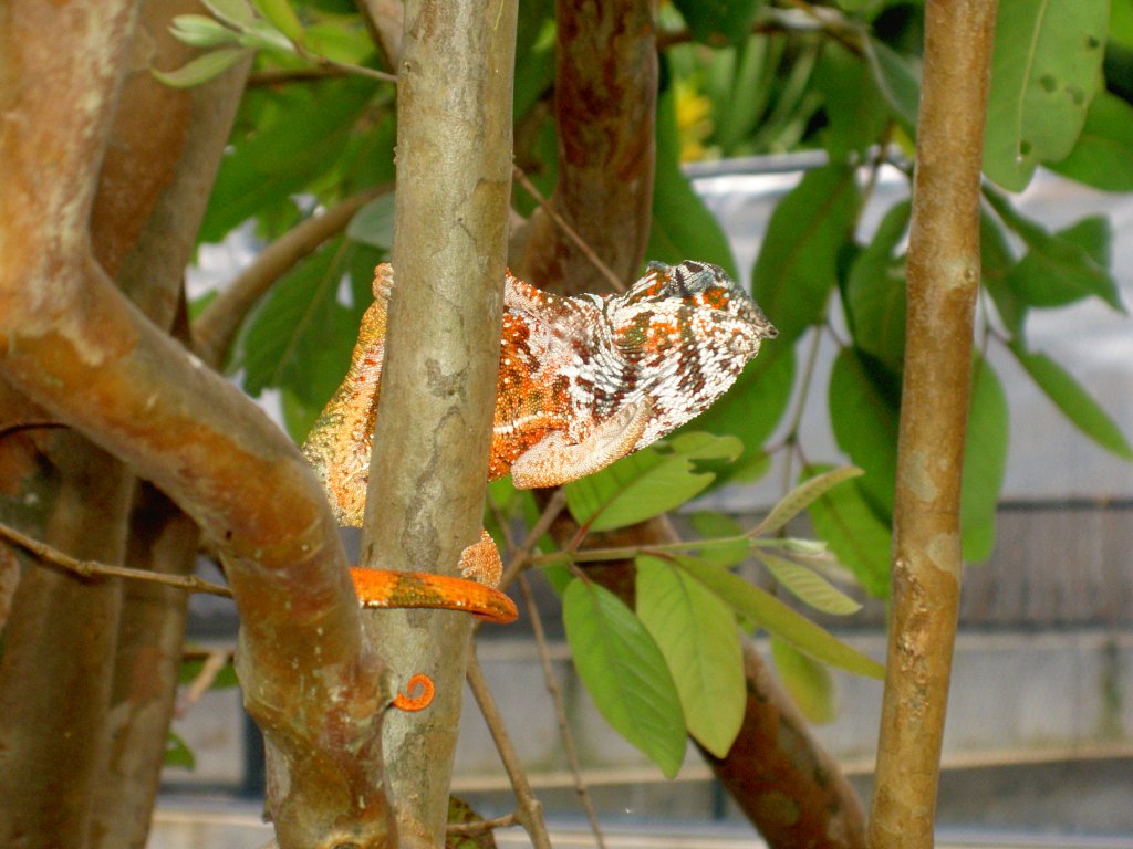 Ein orange gefrbtes Pantherchamleon (Furcifer pardalis) in La Vanille auf Mauritius.