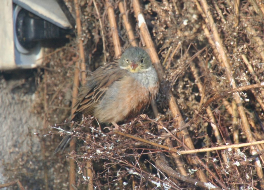 Ein Ortolan (Emberiza hortulana) am 7.12.2009 im Zoo Dresden. Von diesem Vogel (ti-ti-ti-ti-th) soll Beethoven sein Motiv zur 7. Symphonie entleht haben.