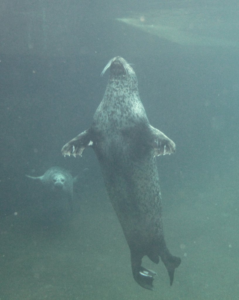 Ein Ostatlantischer Seehund (Phoca vitulina vitulina) schwebt durch das Wasser. Zoo Karlsruhe am 9.2.2010. 
