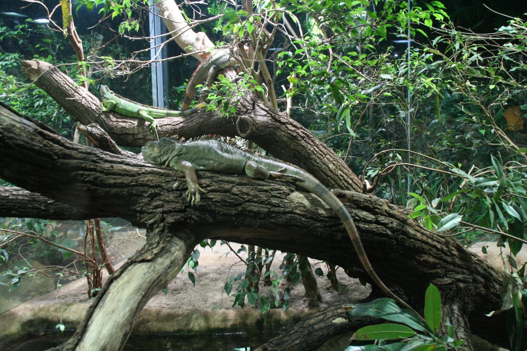 Ein paar Grne Leguane (Iguana iguana) lungern auf den sten herum. 12.12.2009 Zoo-Aquarium Berlin.