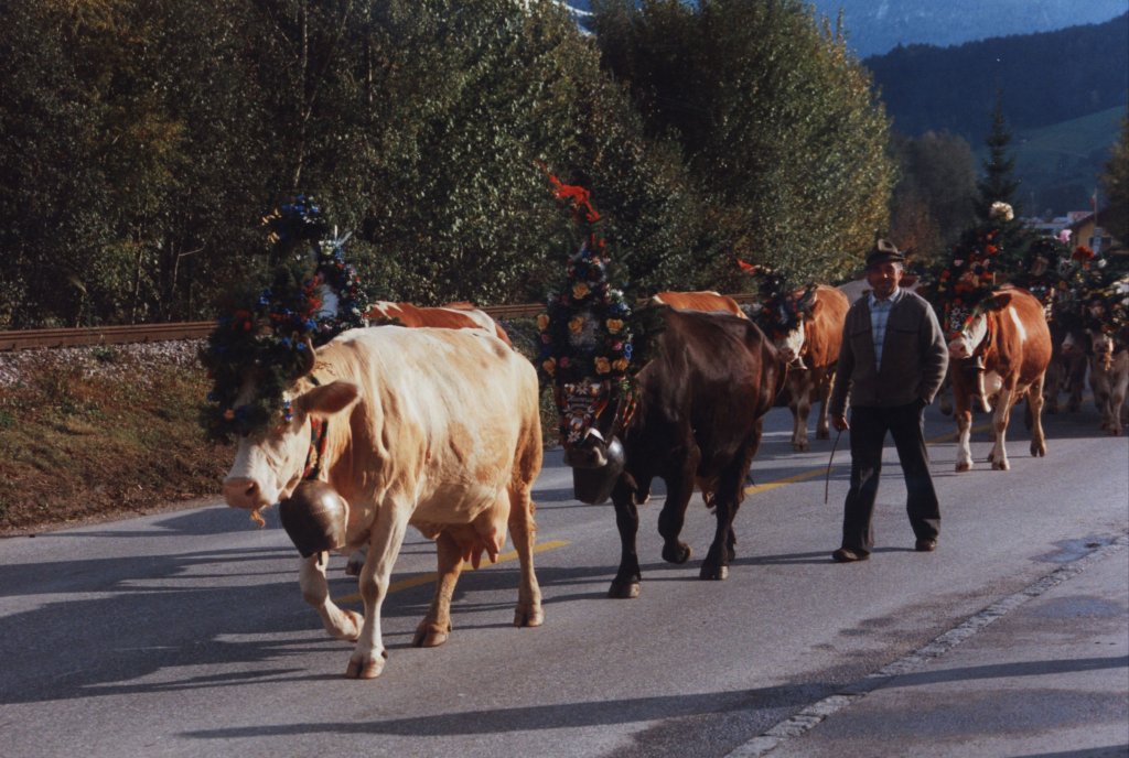 Ein paar Khe beim Almauftrieb im Appenzellerland.