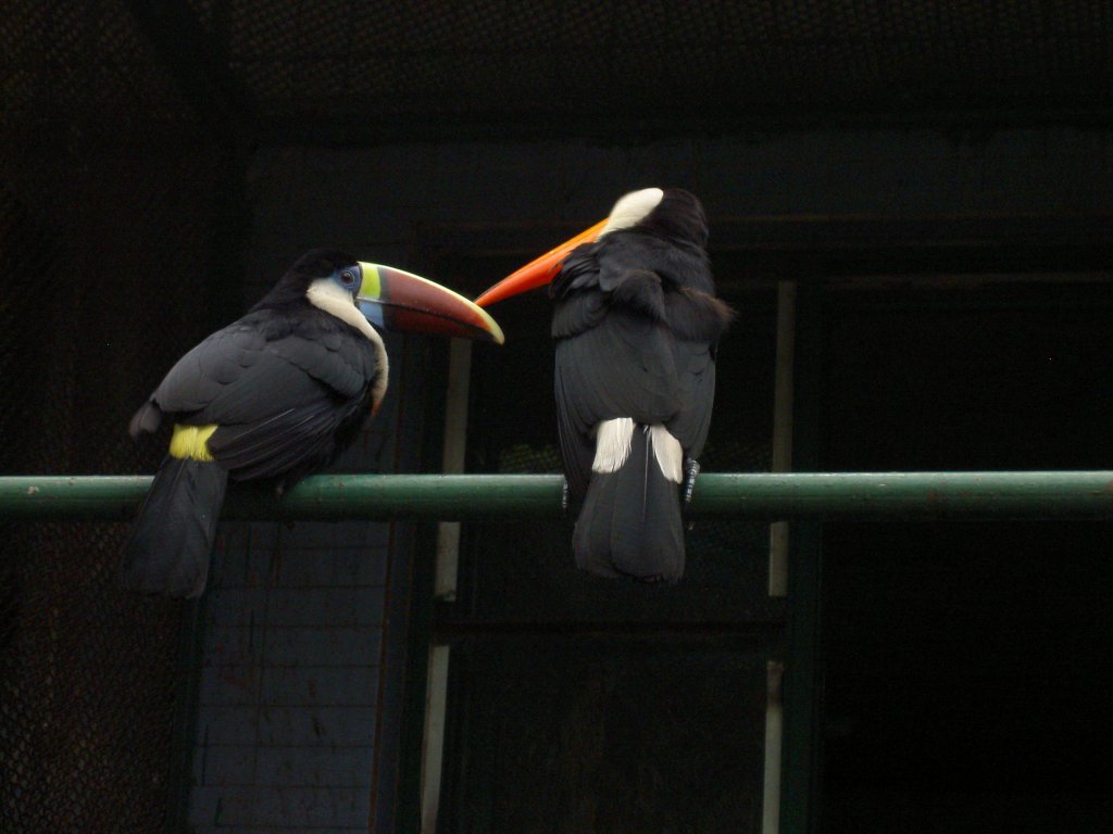 Ein Paar Weibrusttukane oder auch Rotschnabeltukane (Ramphastos tucanus) im Zoo von Shanghai.