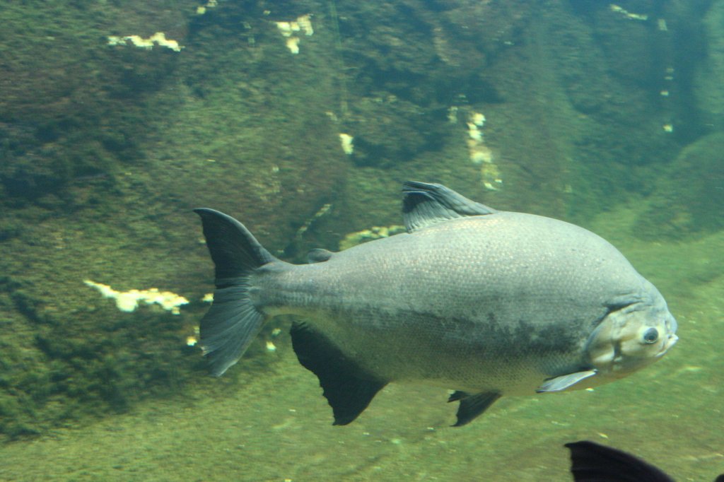 Ein Pacu (Colossoma bidens) am 12.12.2009 im Aquarium des Berliner Zoos.