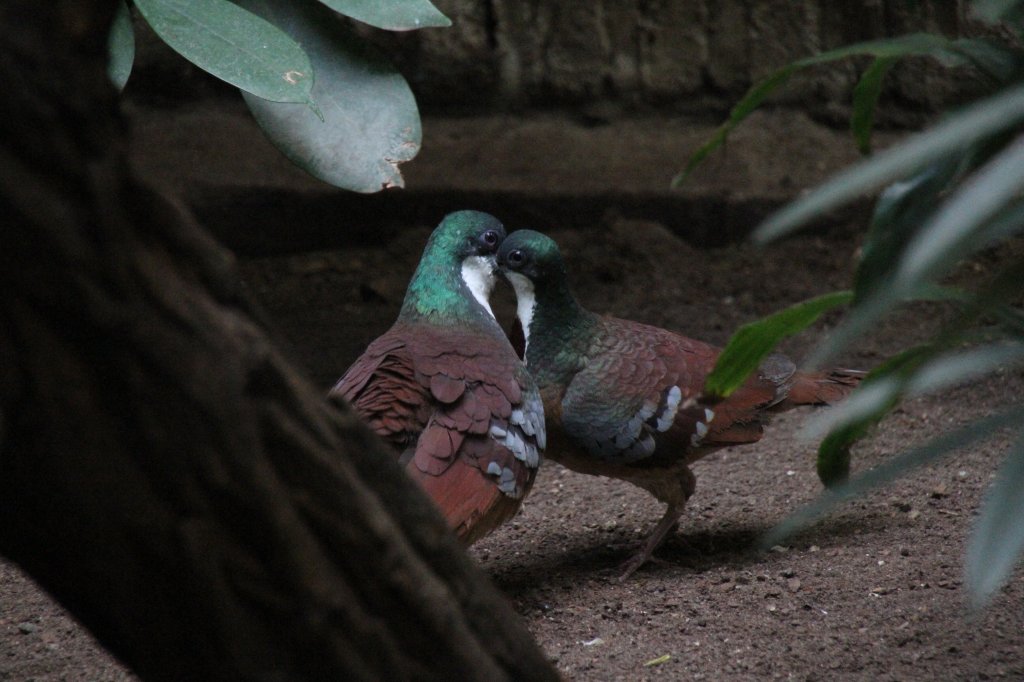 Ein Prchen Bartlett-Dolchstichtauben (Gallicolumba criniger) bei der Balz. Zoo Berlin am 25.2.2010.