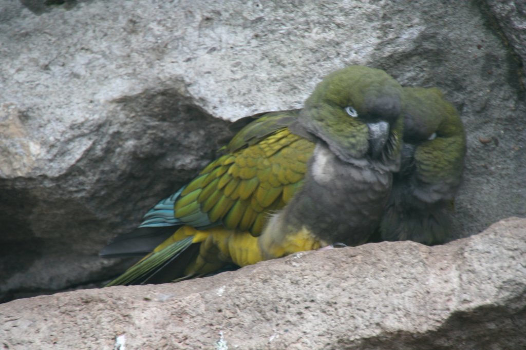 Ein Prchen Felsensittiche (Cyanoliseus patagonus) am 13.12.2009 im Tierpark Berlin.