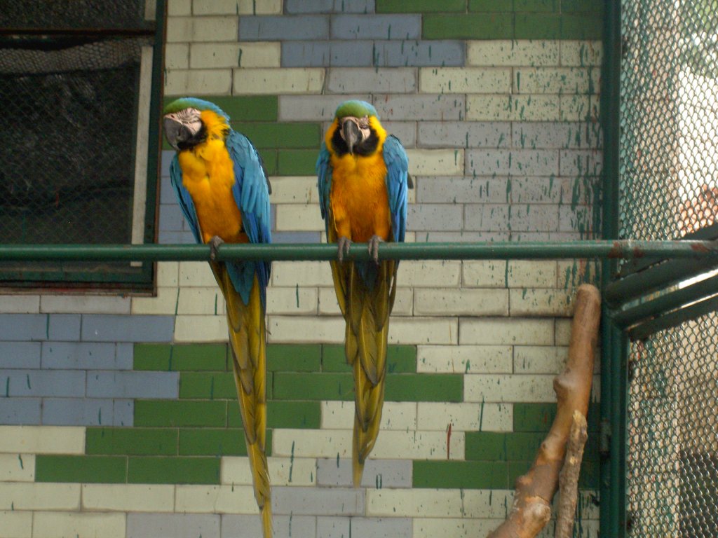 Ein Prchen Gelbbrustaras (Ara ararauna) im Zoo von Shanghai.