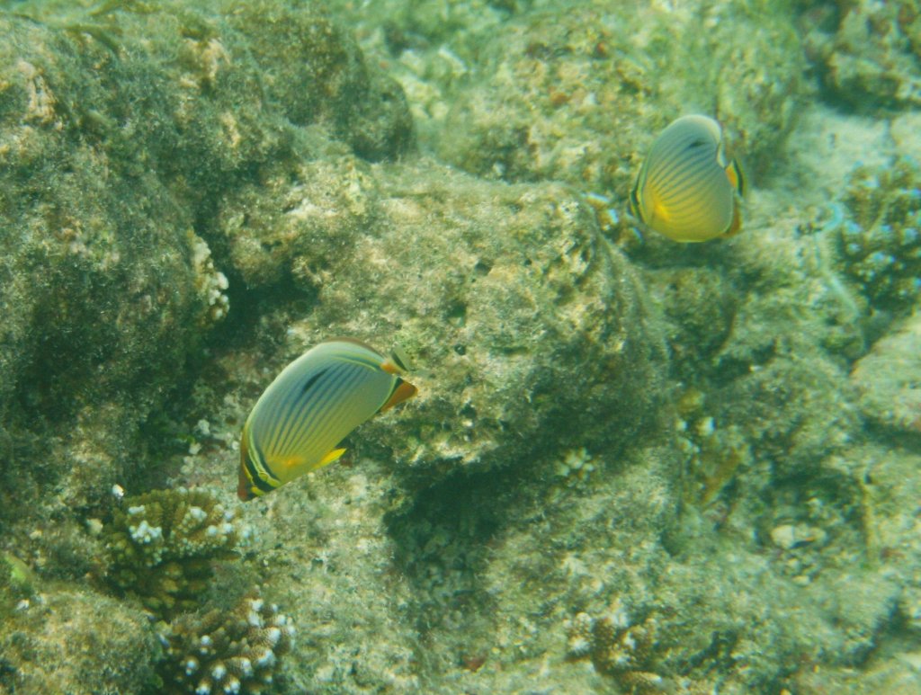 Ein Prchen Indischen Rippen-Falterfisch oder auch Zickzack-Falterfische (Chaetodon trifasciatus) am Hausriff von Sun Island (sdiches Ari-Atoll, Malediven)