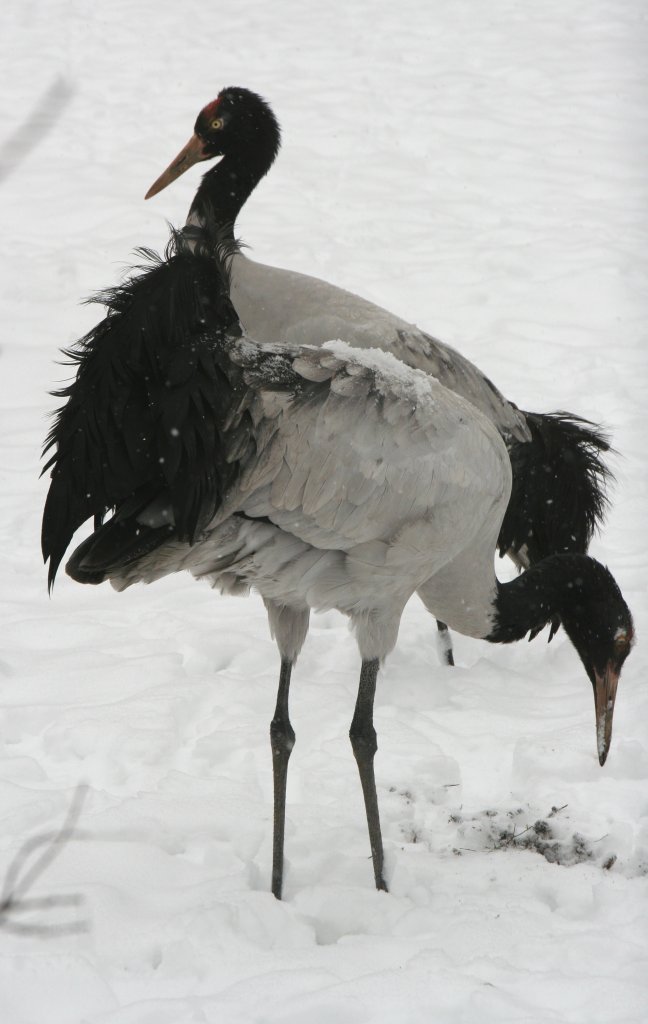 Ein Prchen Schwarzhalskraniche (Grus nigricollis) am 9.1.2010 im Tierpark Berlin.