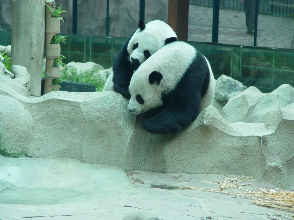 Ein Panda-Bren-Prchen im Zoo von Chiang Mai / Thailand im Jahr 2006