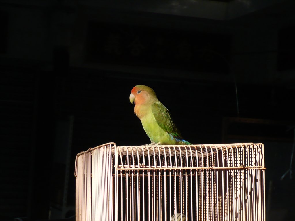 Ein Papagei (?) auf dem Vogelmarkt in Hong Kong, 2007