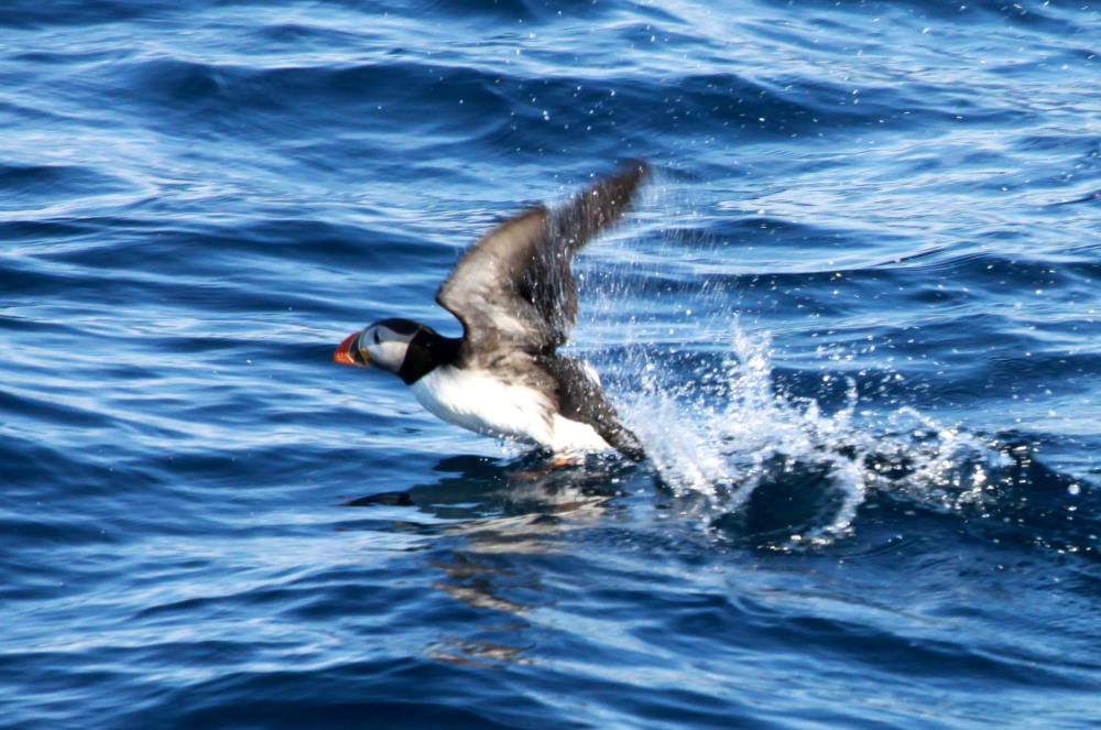 Ein Papageientaucher flieht vor unserem Boot; 01.07.2013