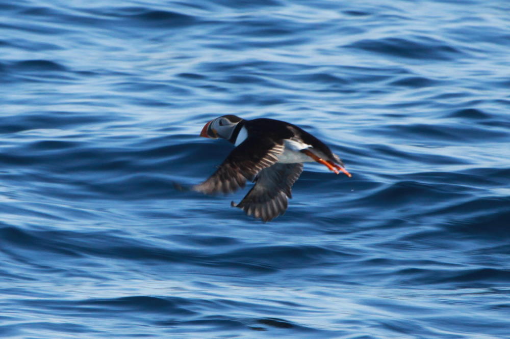 Ein Papageientaucher im Flug vor der Insel Anda; 01.07.2013