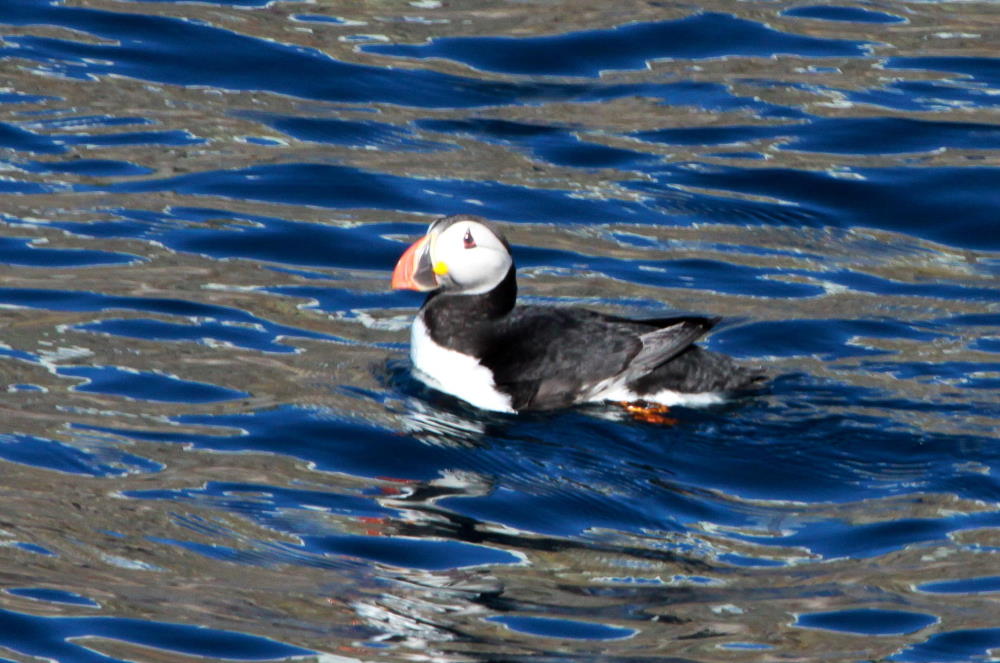 Ein Papageitaucher vor der Insel Anda; 01.07.2013