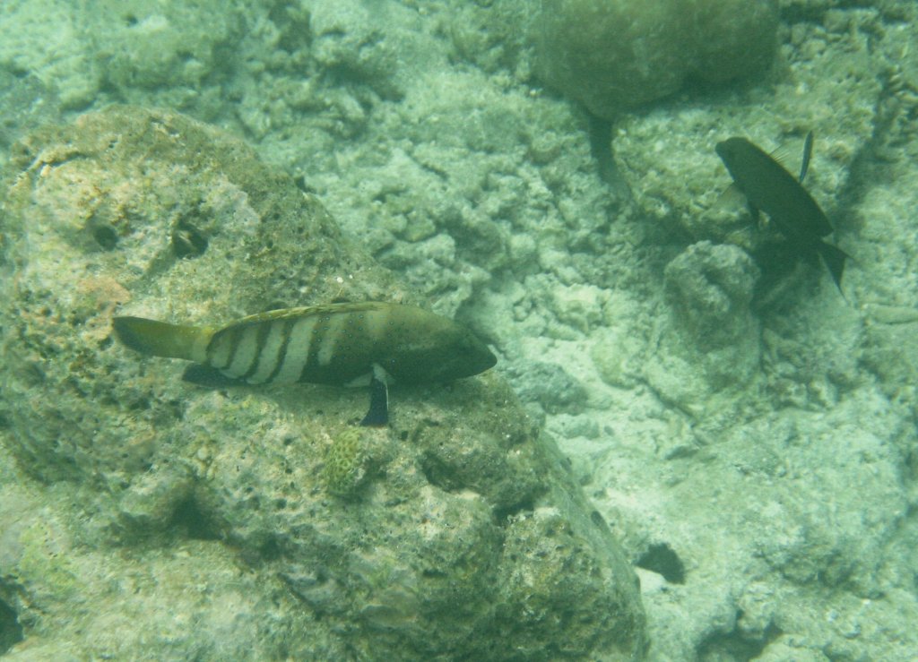 Ein Pfauen-Zackenbarsch (Cephalopholis argus) lauert an einer Riffkante auf Beute. Sdliches Ari.-Atoll, Malediven.