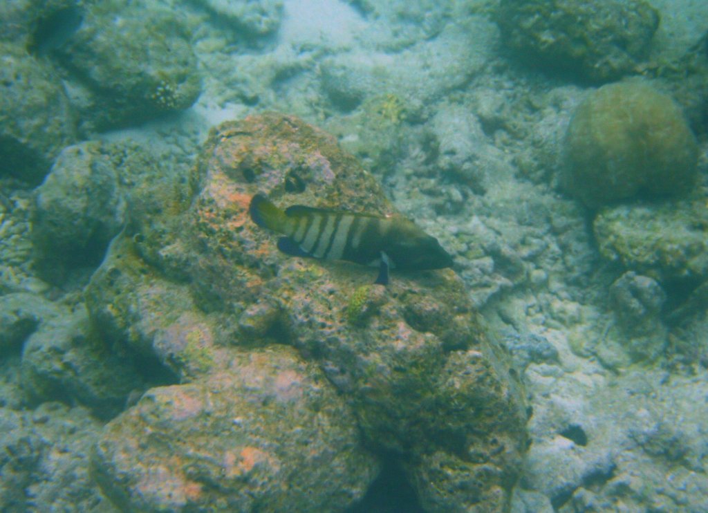 Ein Pfauen-Zackenbarsch (Cephalopholis argus) lauert an einer Riffkante auf Beute. Sdliches Ari.-Atoll, Malediven.