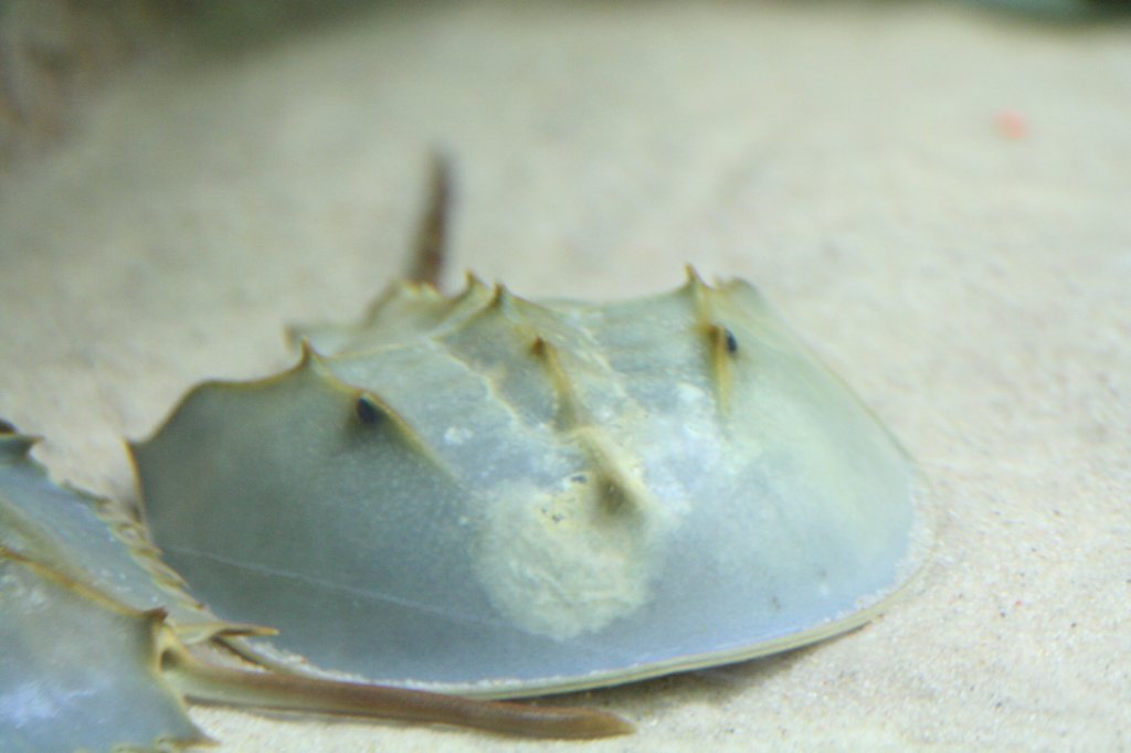 Ein Pfeilschwanzkrebs (Limulus polyphemus) am 12.12.2009 im Zoo-Auqarium Berlin.