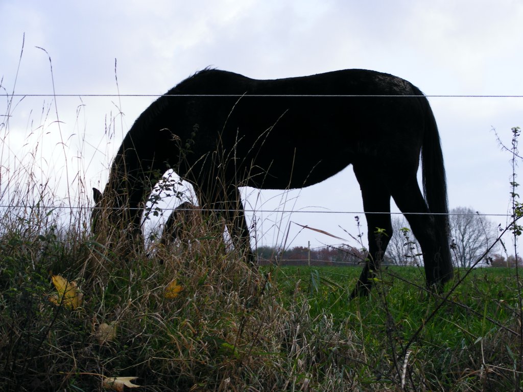Ein Pferd auf einer Weide in Herne-Holthausen am 8. November 2009.