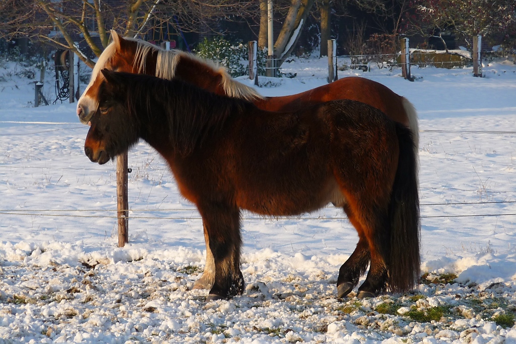 Ein Pferd mit zwei Kpfen? Vorst, 8.12.12