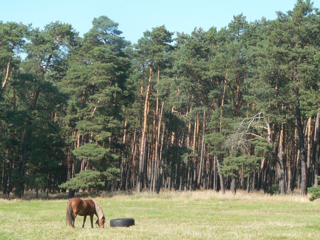 Ein Pferd im Spreewald, auf einer Wanderung zwischen Lübben und Lübbenau aufgenommen. 2007