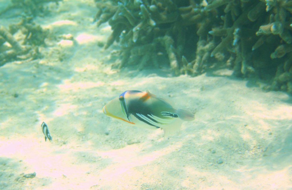 Ein Picasso-Drckerfisch (Rhinecanthus aculeatus) am Strand.Malediven, Ari-Atoll am 8.11.2007. 
