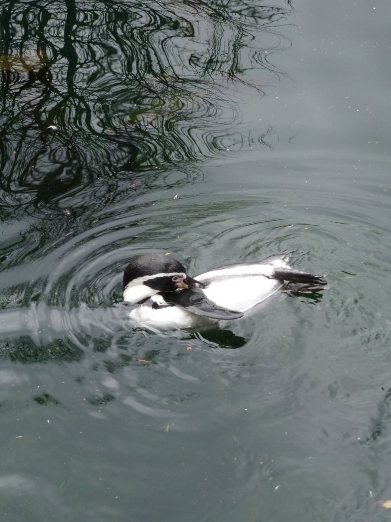 Ein Pinguin schwimmt in seinem Gehege im Tierpark in Nrnberg am 29.07.2013.